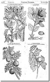 planche sur la feuille de chêne (extraite du livre de John Parkinson, « Theatrum Botanicum : The Theater of Plants »